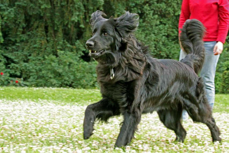 Hundeschule Datteln Hundeerziehung Extraangebote